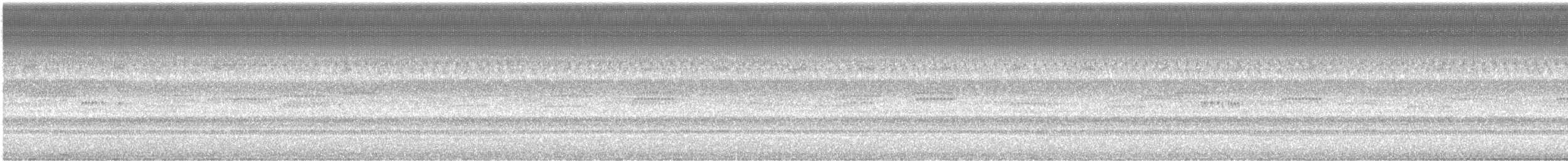 Round-tipped Conehead - ML307143