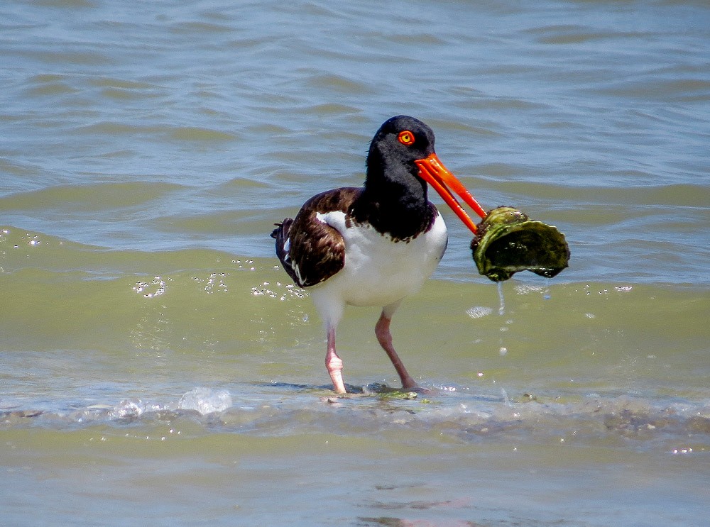 American Oystercatcher - ML30714311