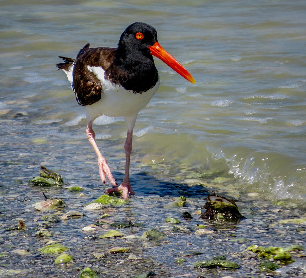 American Oystercatcher - ML30714321