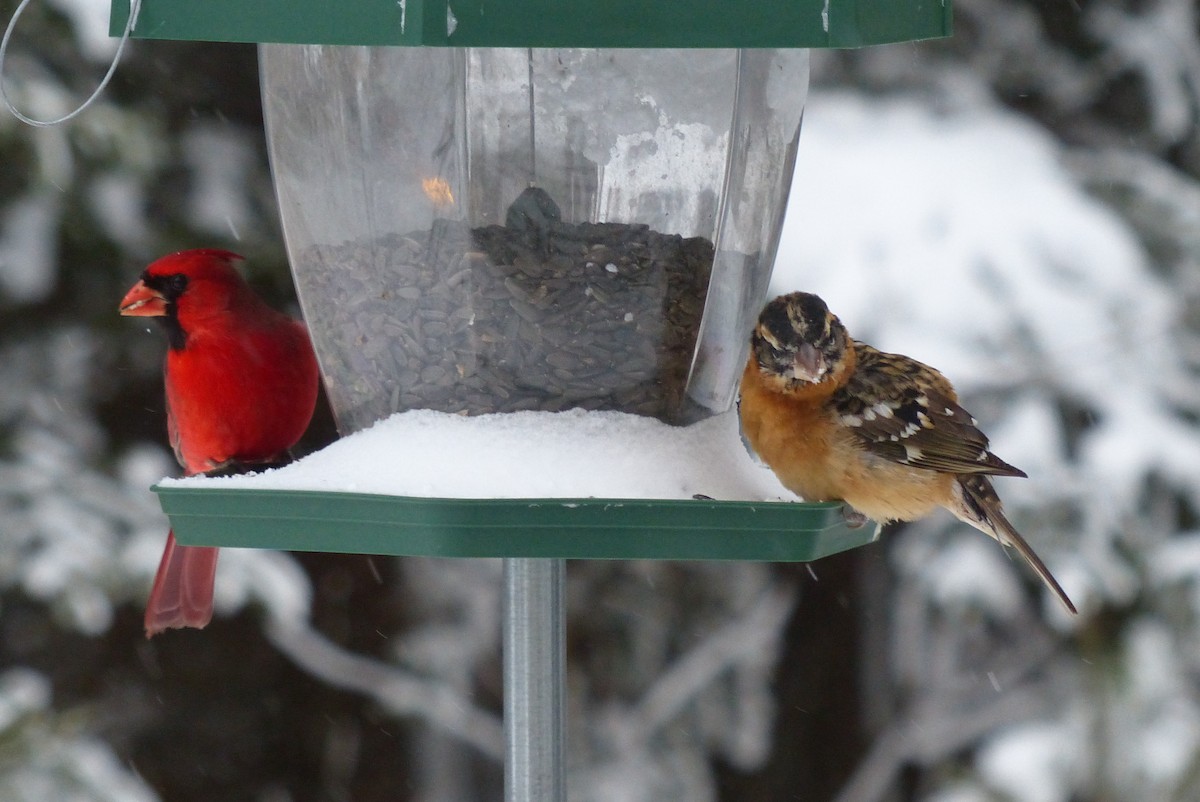 Black-headed Grosbeak - ML307143321