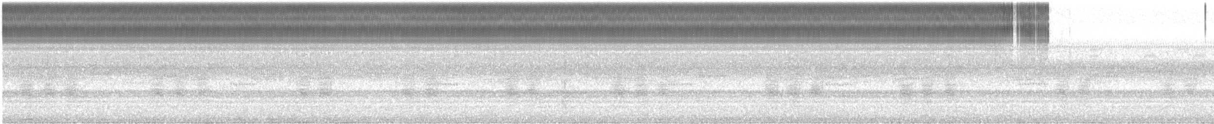 Round-tipped Conehead - ML307144