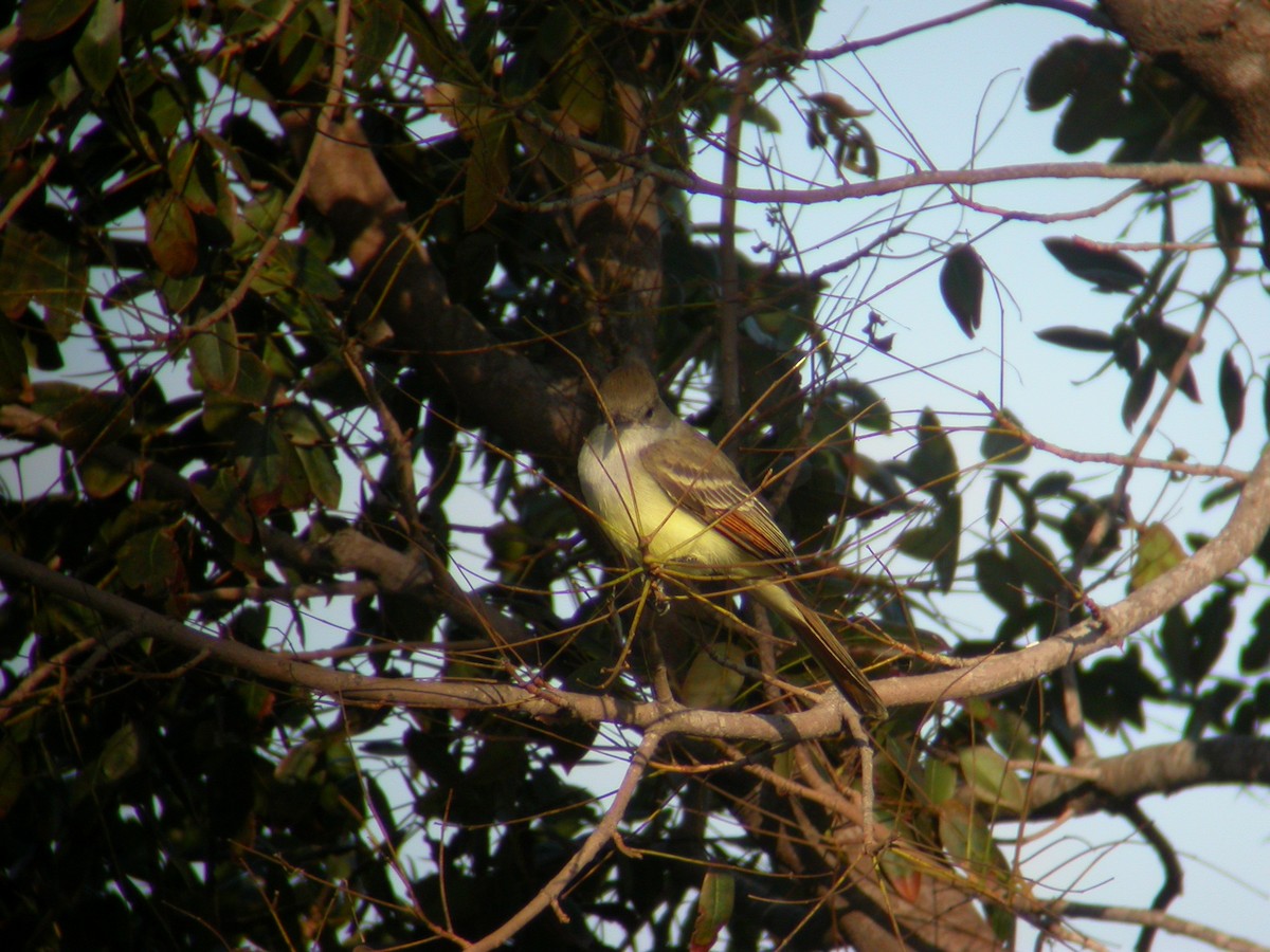 Ash-throated Flycatcher - ML30714511