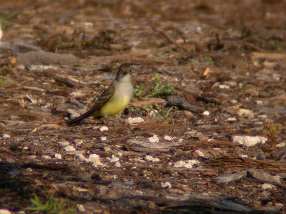 Ash-throated Flycatcher - ML30714571