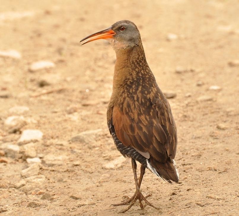 Virginia Rail - ML307145841