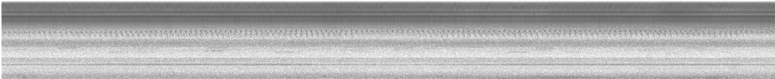 Round-tipped Conehead - ML307146