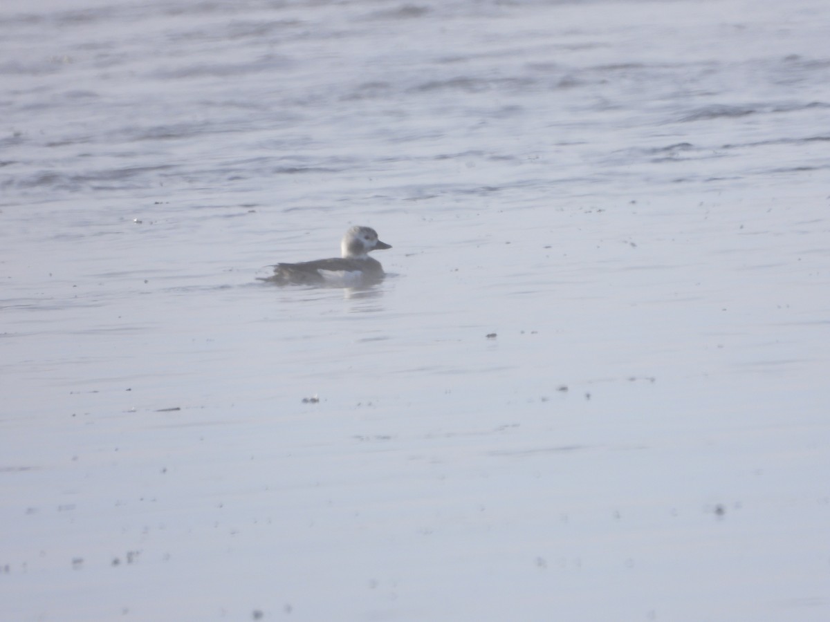 Long-tailed Duck - ML307146211