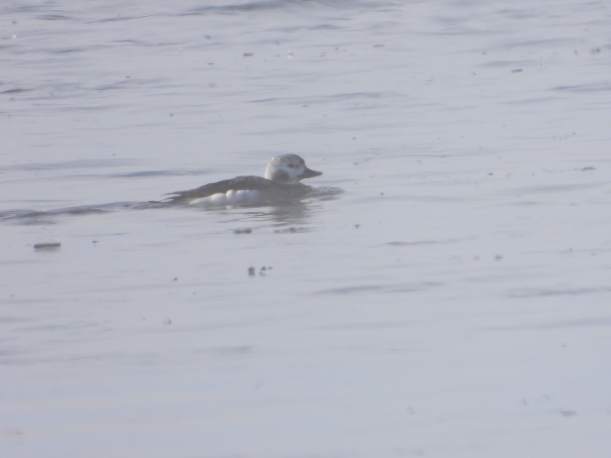 Long-tailed Duck - ML307146231