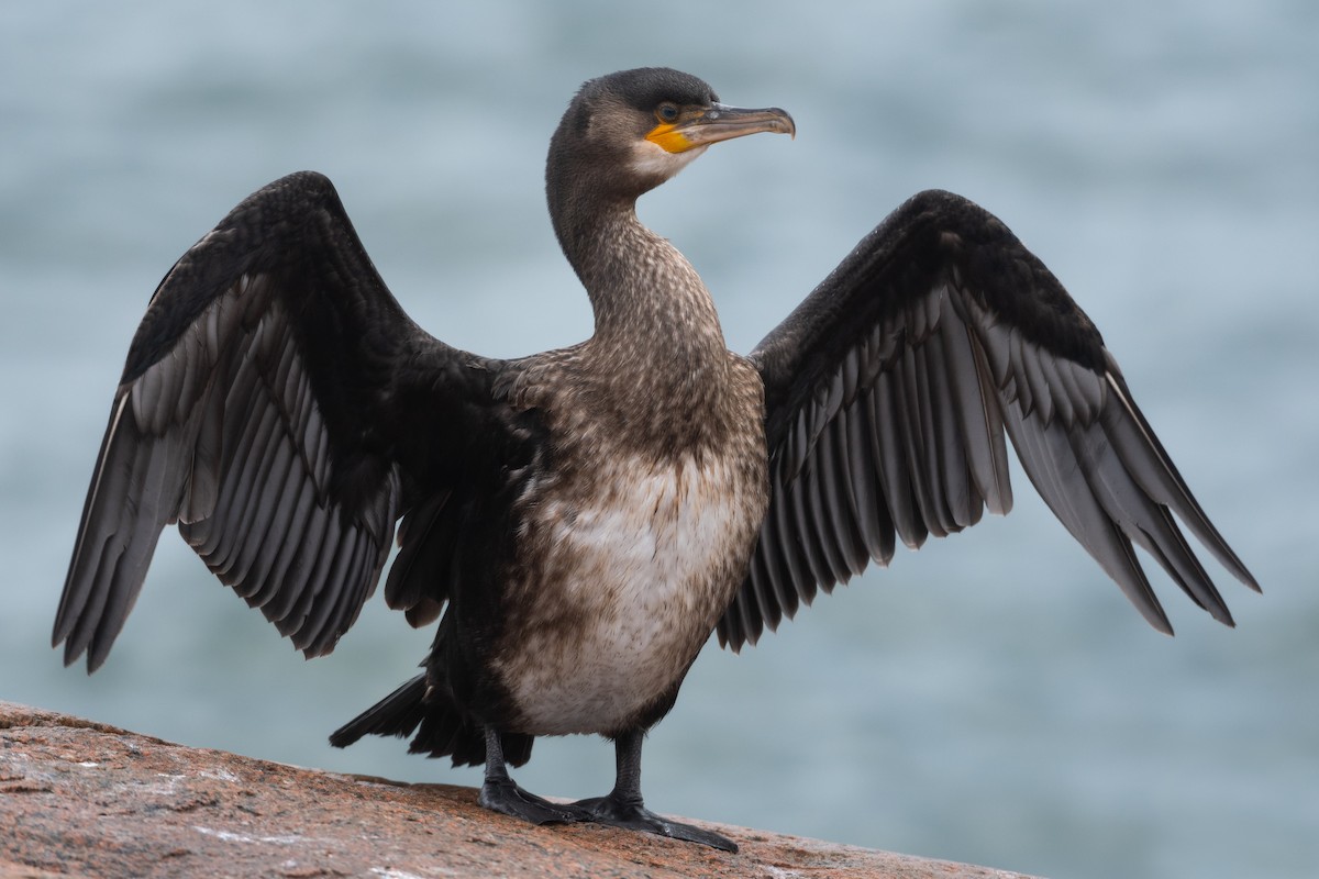 Great Cormorant - ML307146321