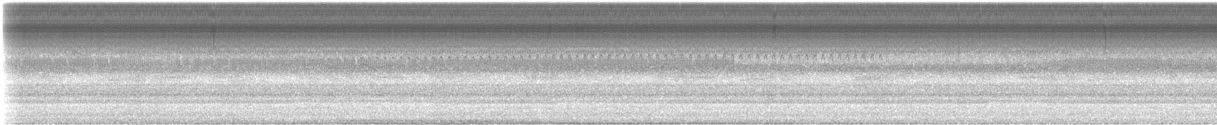 Round-tipped Conehead - ML307148