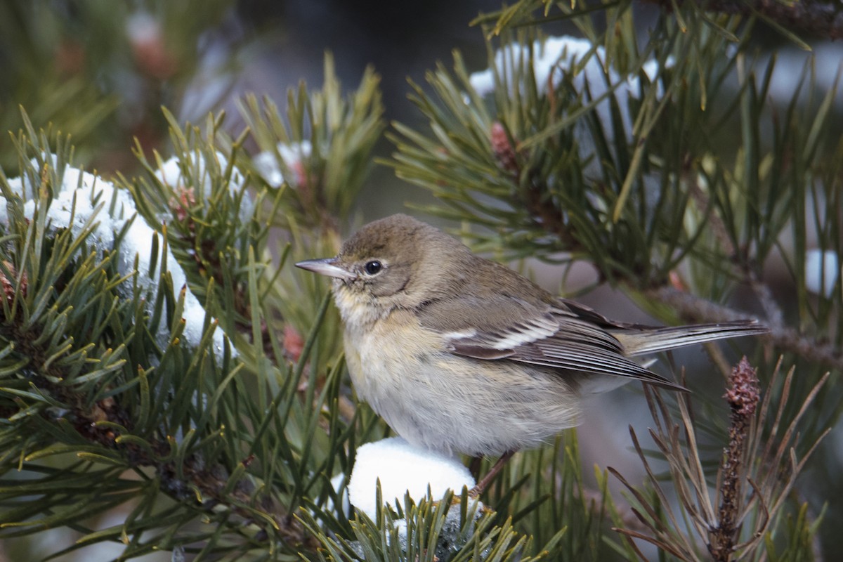 Pine Warbler - Glenn Mitchell