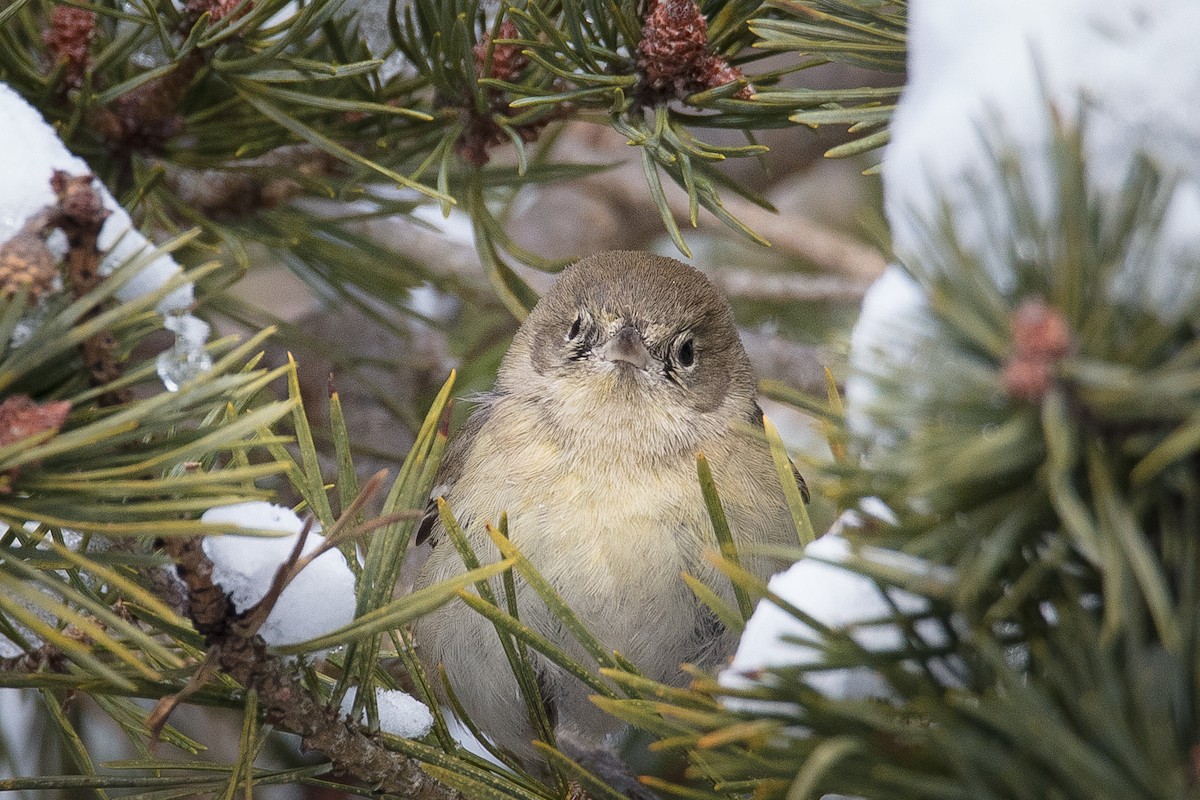 Pine Warbler - ML307148281