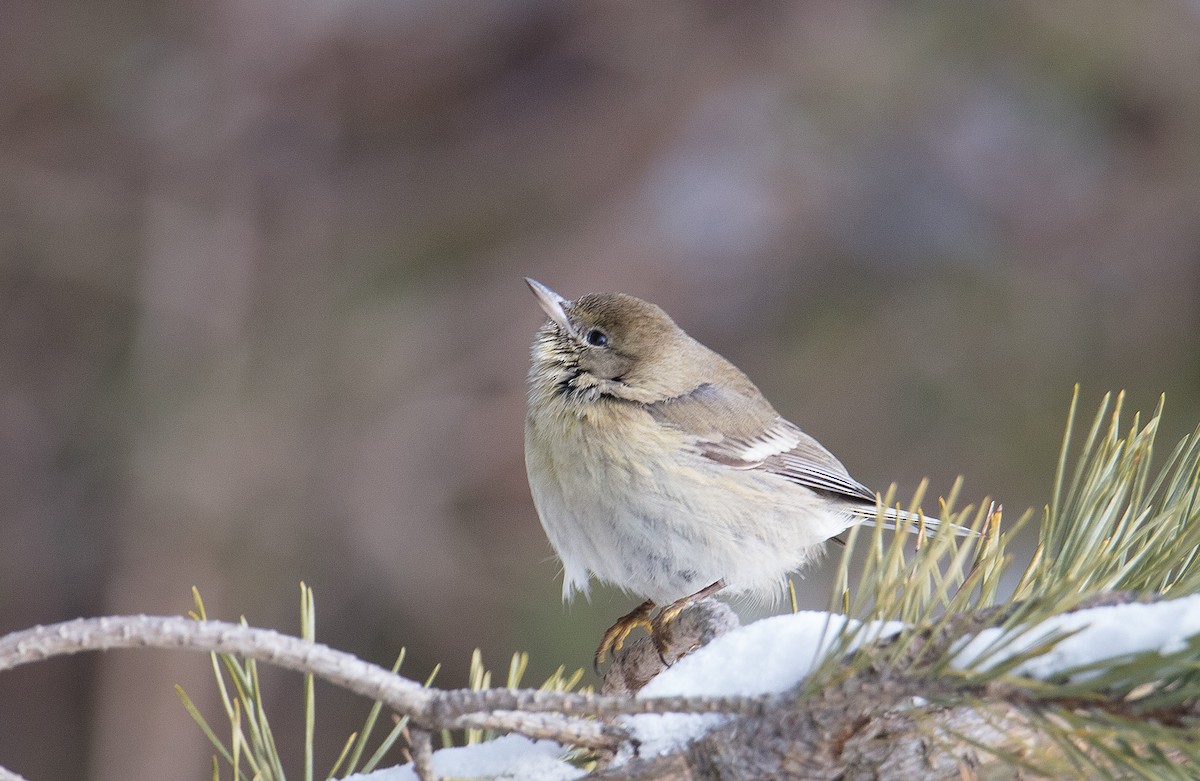 Pine Warbler - ML307148311