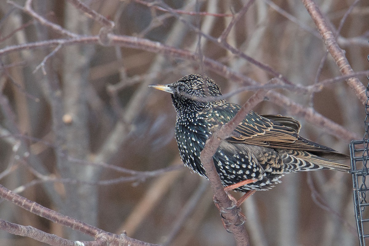 European Starling - ML307148411