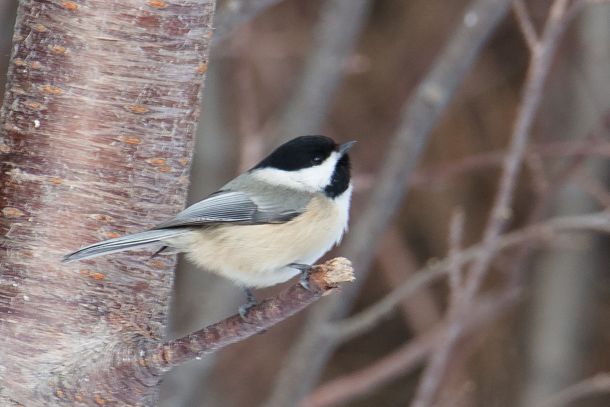 Black-capped Chickadee - ML307148541