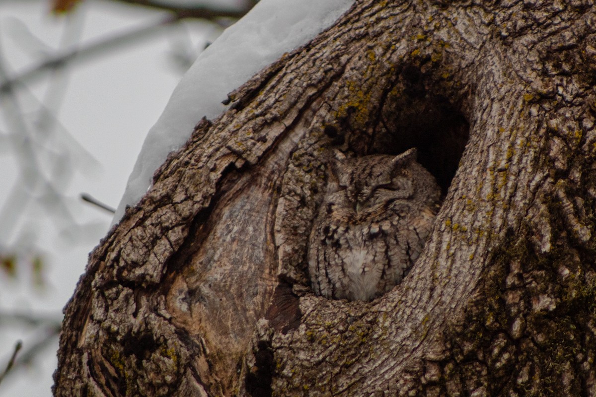 Eastern Screech-Owl - ML307149241