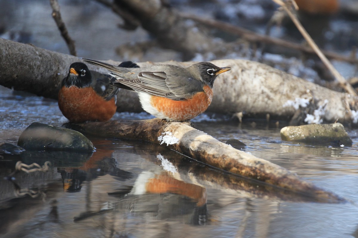 American Robin - Denis Tétreault