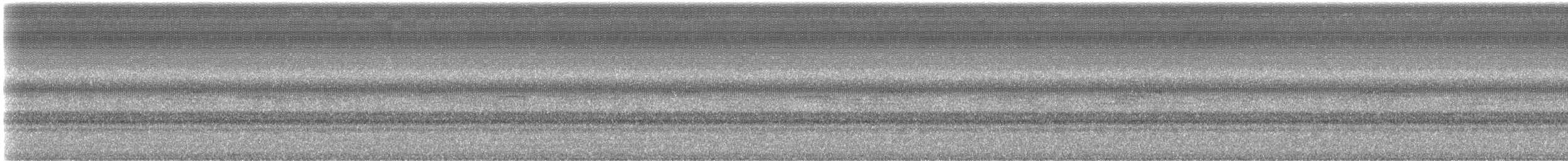 Round-tipped Conehead - ML307151