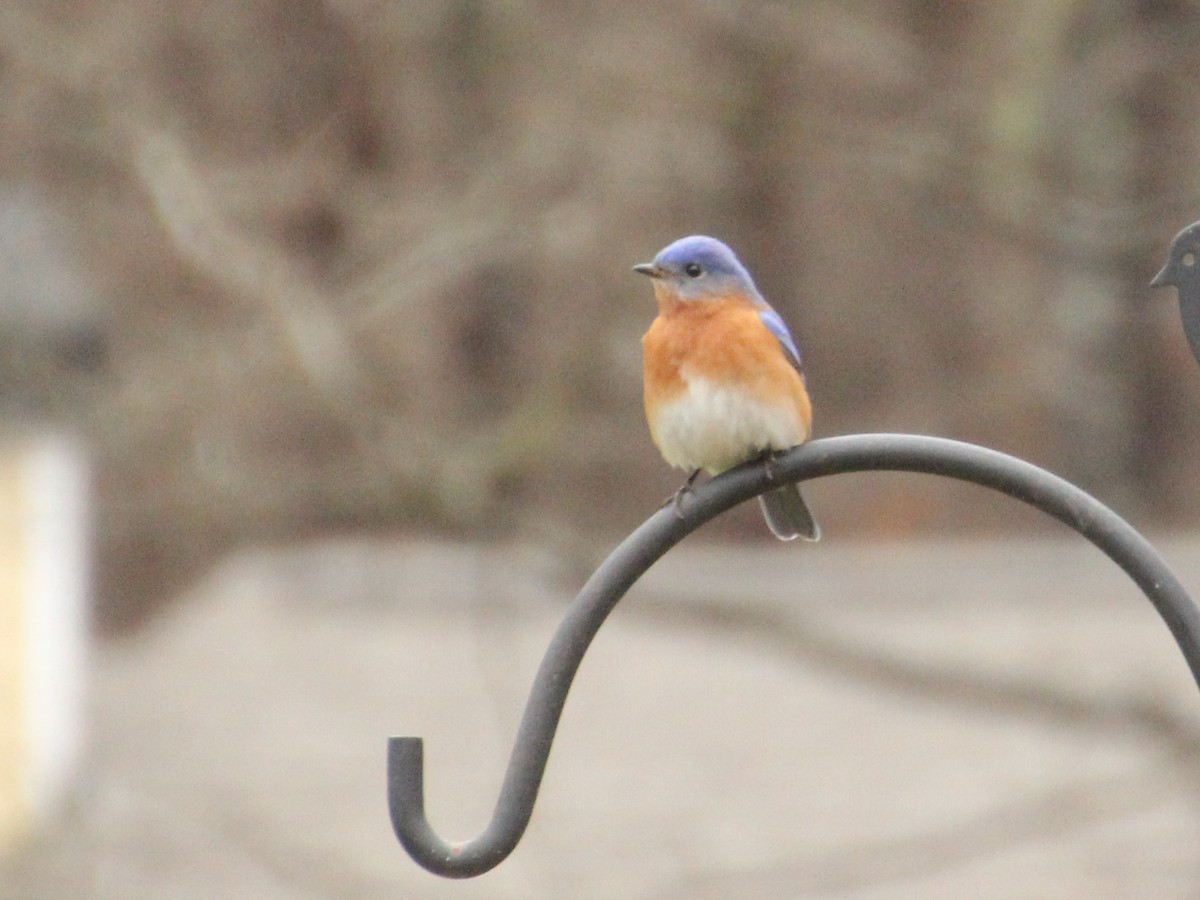 Eastern Bluebird - ML307152311