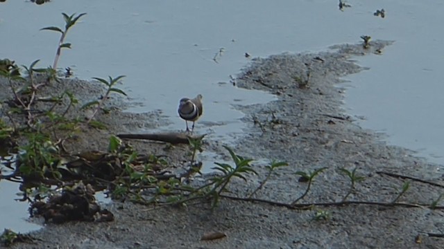 Three-banded Plover - ML307152751