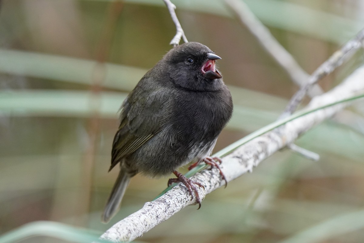 Black-faced Grassquit - ML307154581