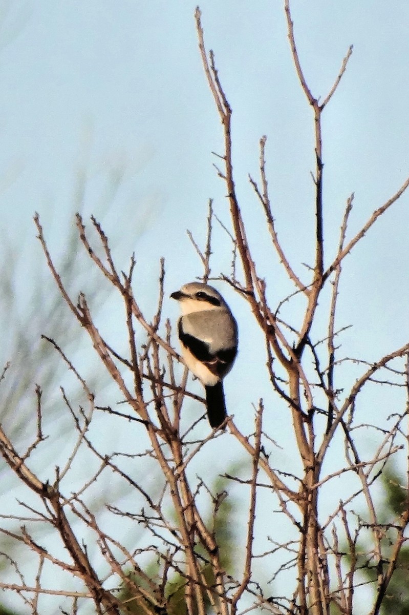 Northern Shrike - ML307155131