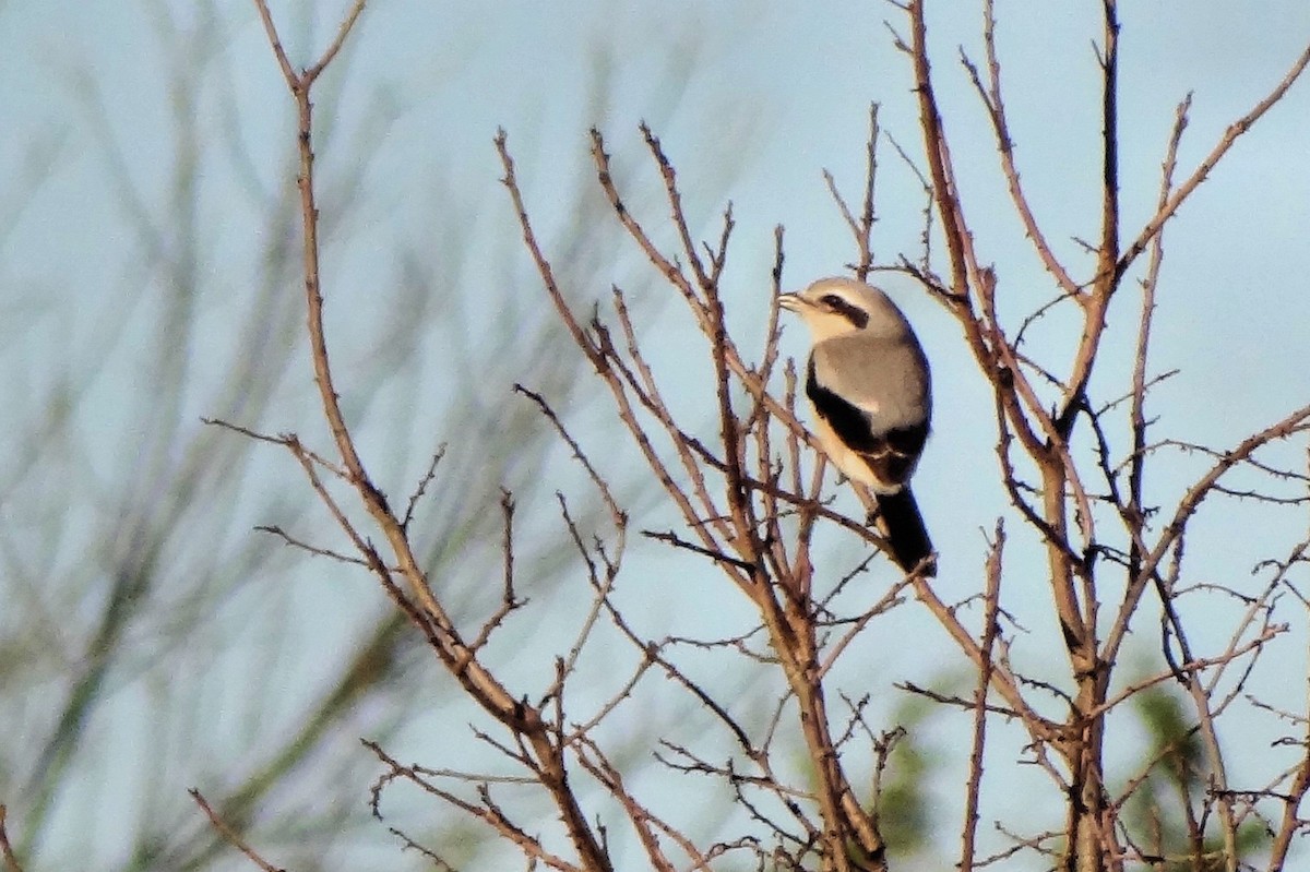 Northern Shrike - ML307155141