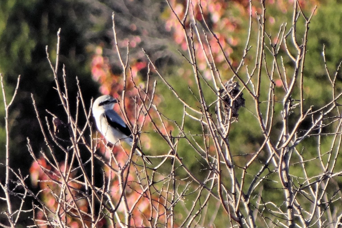 Northern Shrike - ML307155441