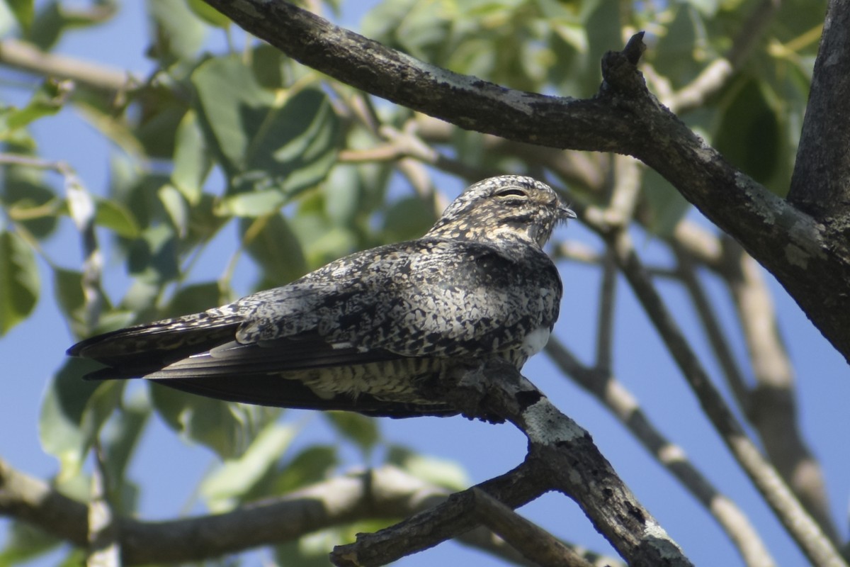 Common Nighthawk - Bruno Bareiro