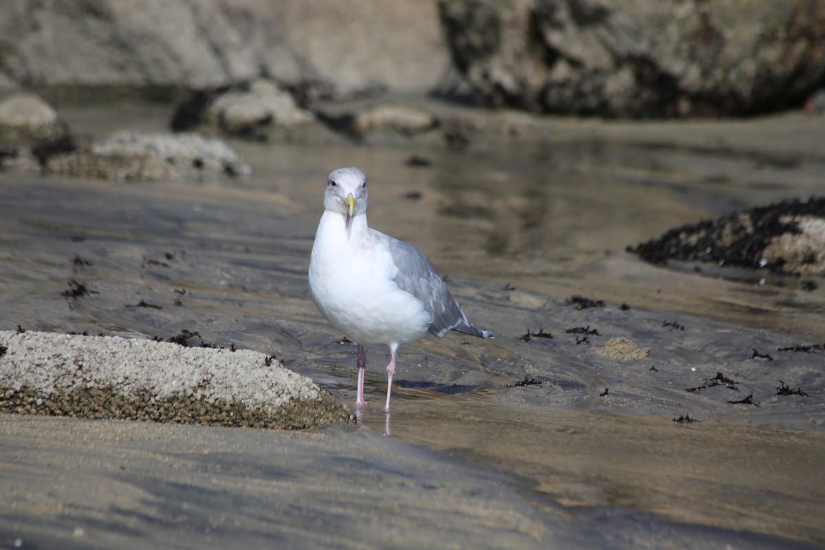 Glaucous-winged Gull - Michael Long