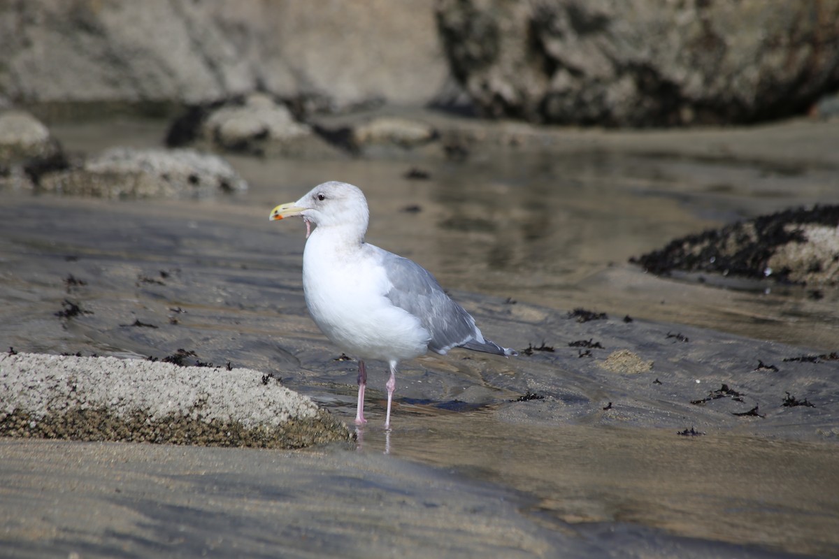 Glaucous-winged Gull - Michael Long