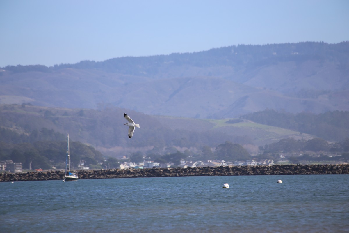 California Gull - ML307157021