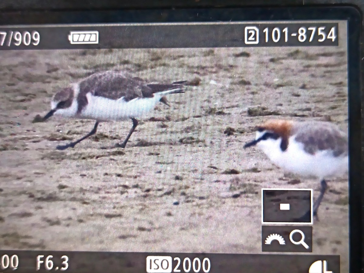 Kentish Plover - ML307159511