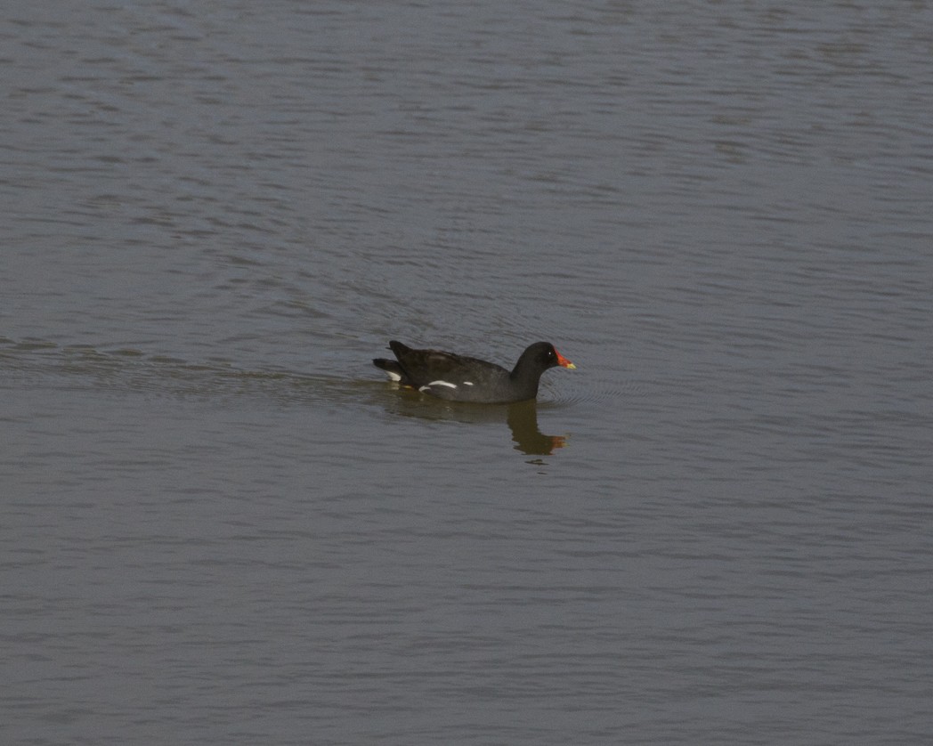 Common Gallinule - ML307160651