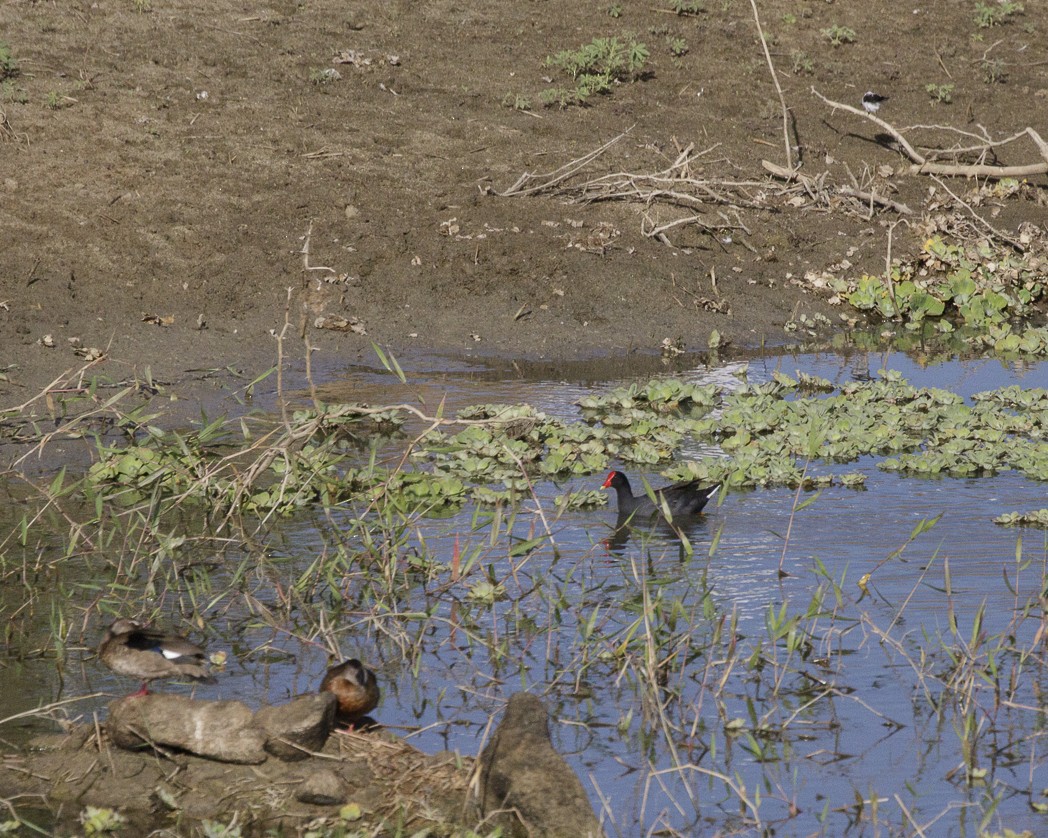 Common Gallinule - ML307160681