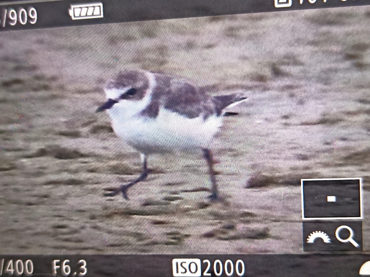 Kentish Plover - ML307161381