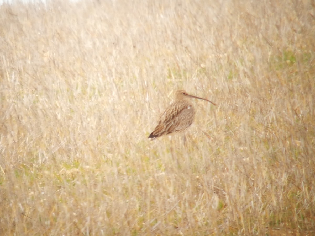 Eurasian Curlew - ML307162491