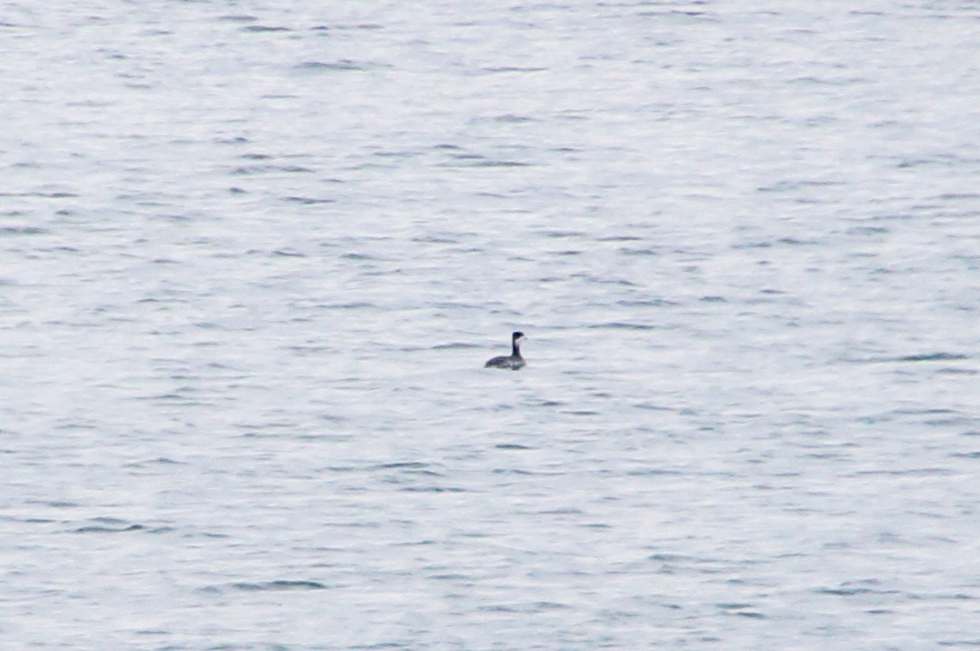 Horned Grebe - ML307162811