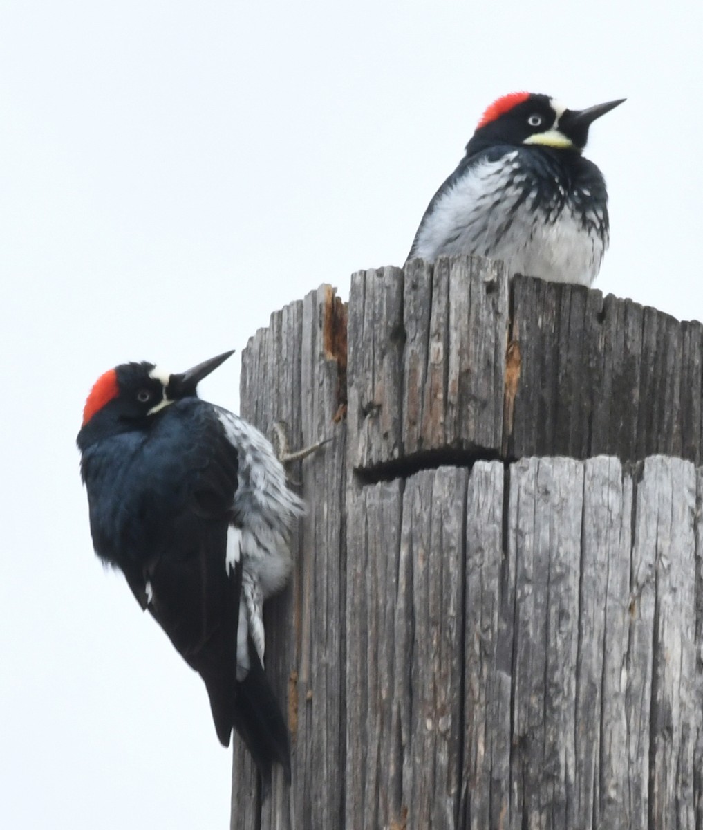 Acorn Woodpecker - ML307163631