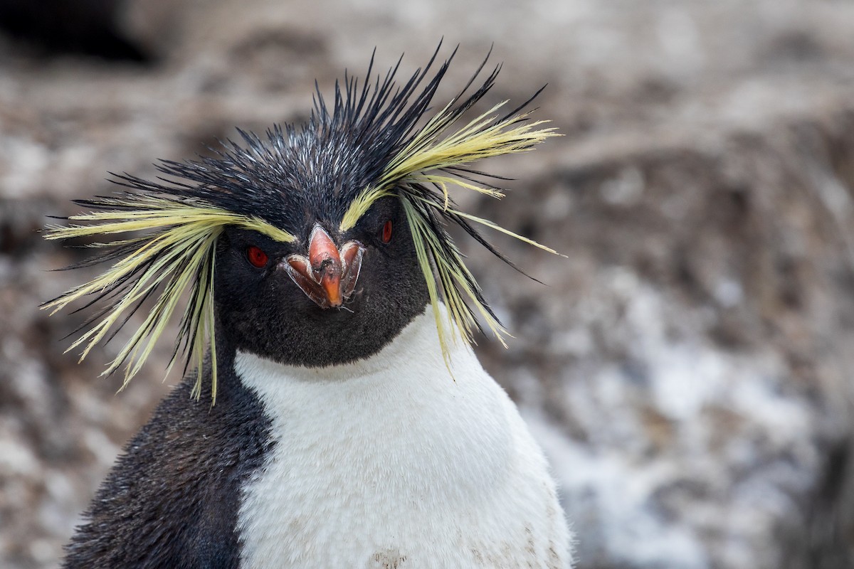 Moseley's Rockhopper Penguin - RYAN HAWKSWORTH