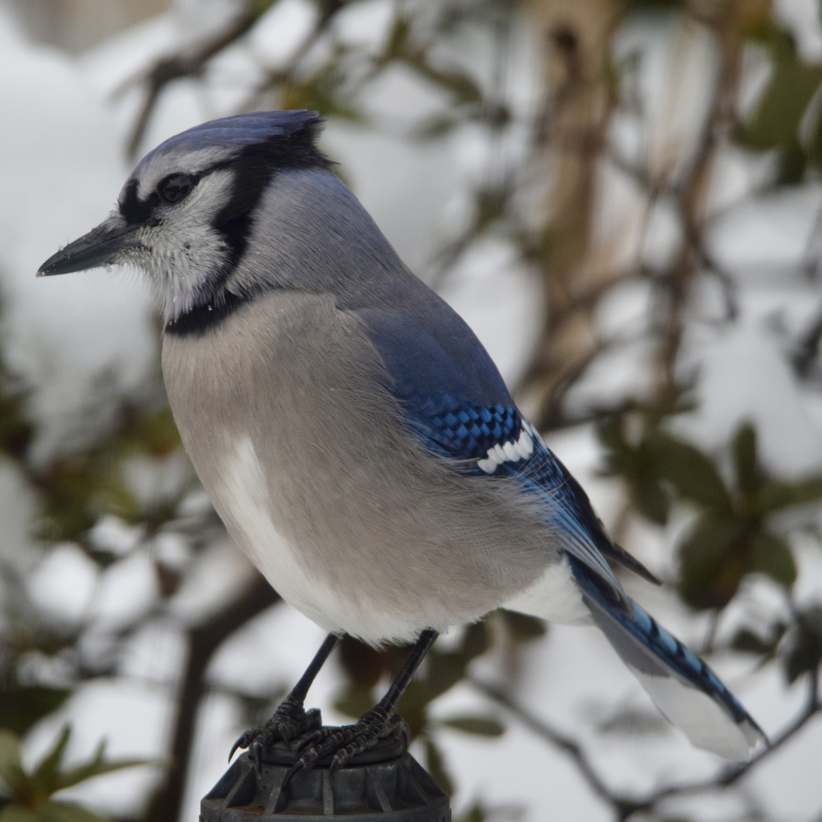 Blue Jay - ML307171411