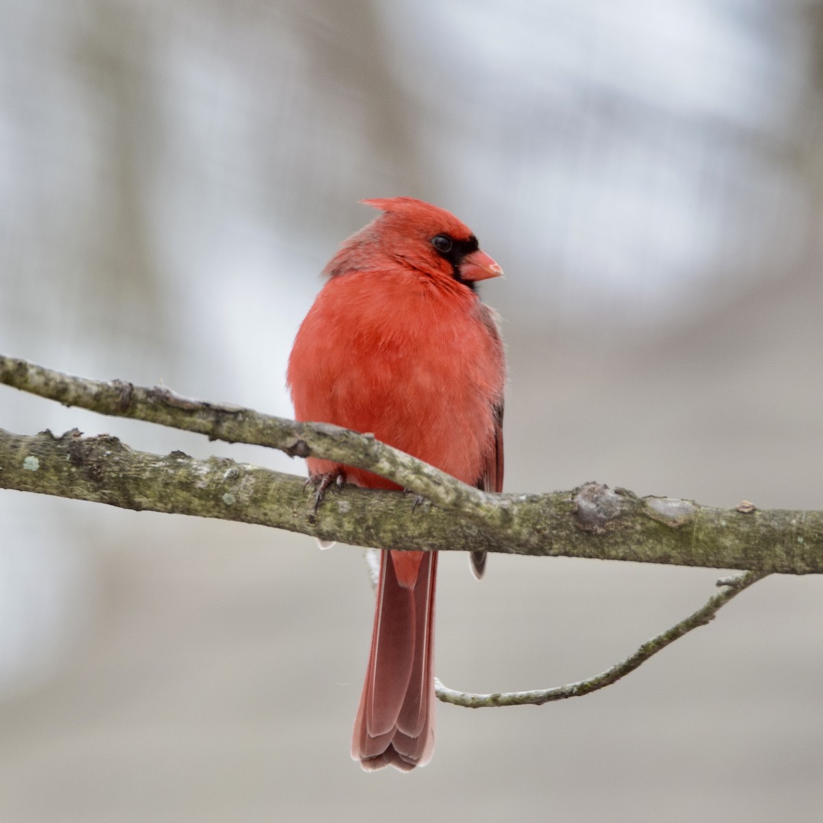 Northern Cardinal - J P