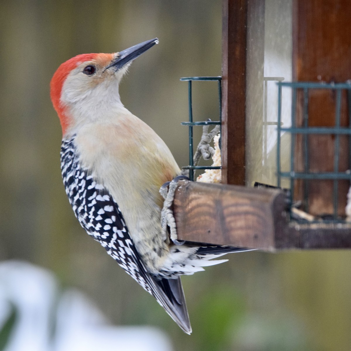 Red-bellied Woodpecker - ML307171681