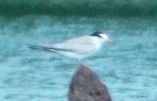 Least Tern - ML30717241