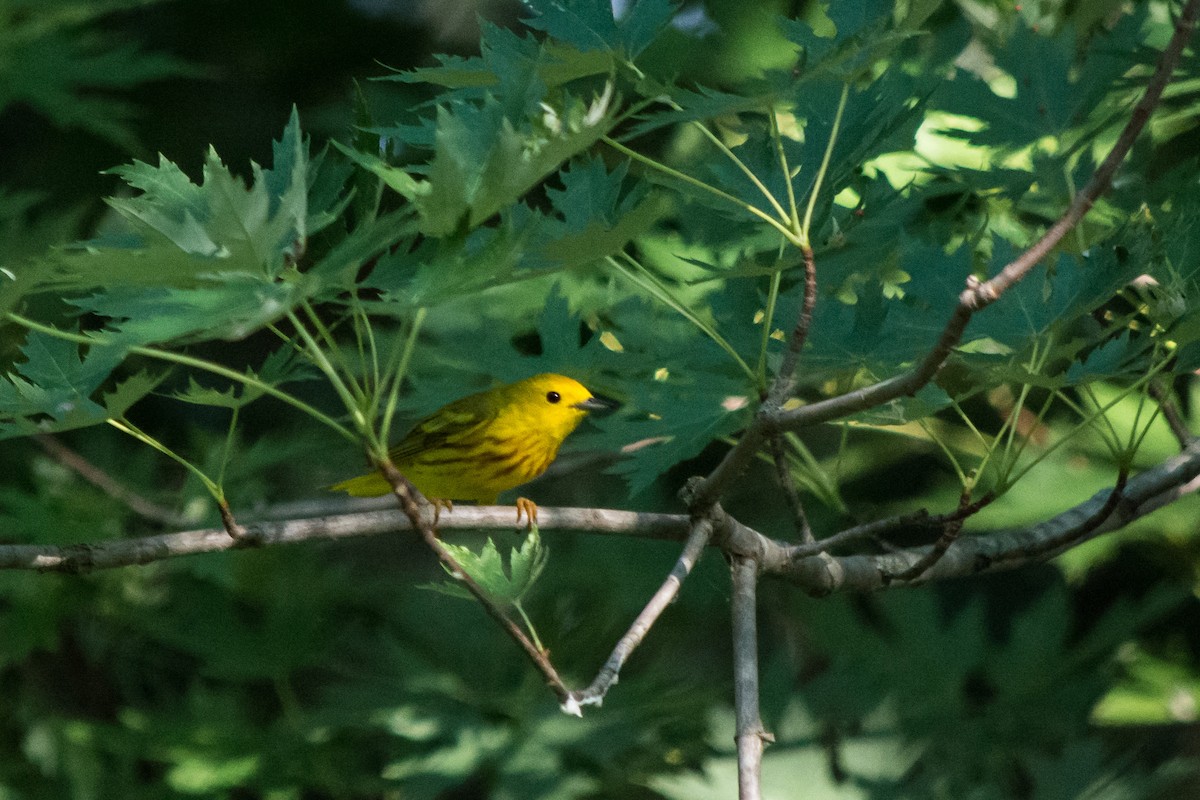 Yellow Warbler - Rich Kelley