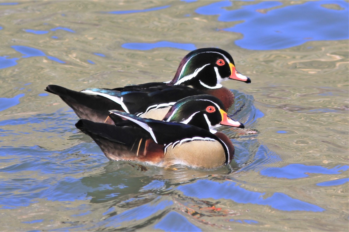 Wood Duck - Anthony  Popiel