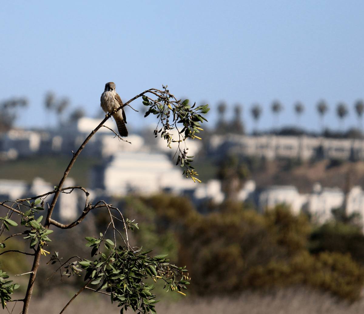 American Kestrel - ML307176671