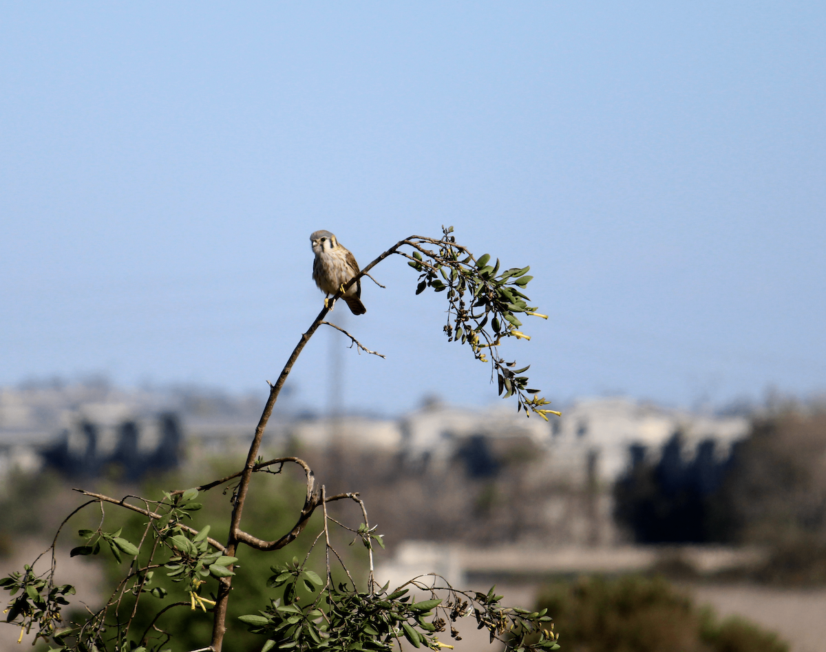 American Kestrel - ML307176911