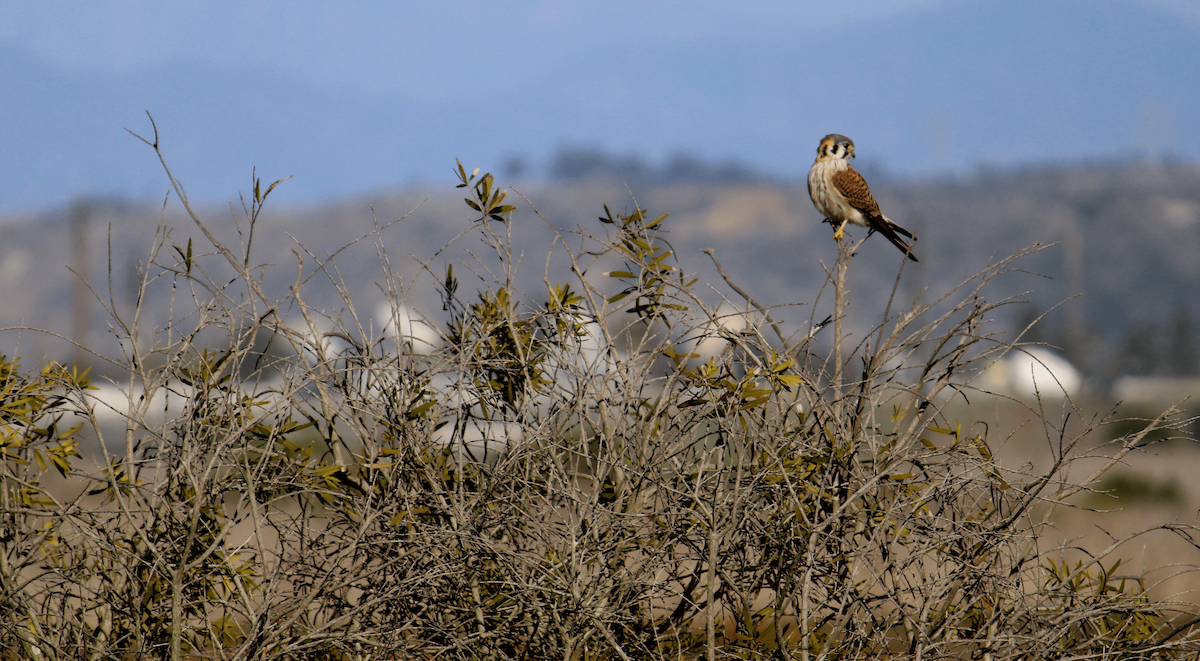 American Kestrel - ML307176941