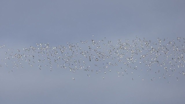 European Golden-Plover - ML307178631