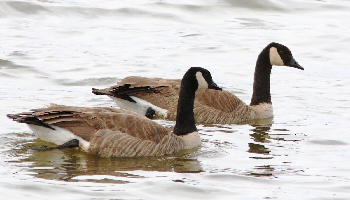 Canada Goose - ML307179821